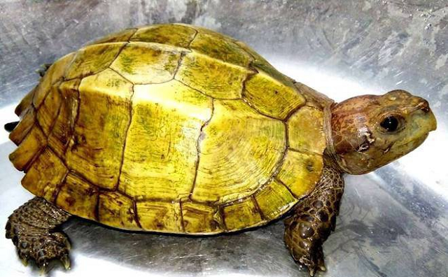 Công việc sẽ diễn ra thuận lợi khi mơ thấy rùa vàng