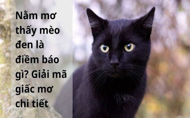 Giải mã giấc mơ thấy mèo đen Giải mã giấc mơ thấy mèo đen