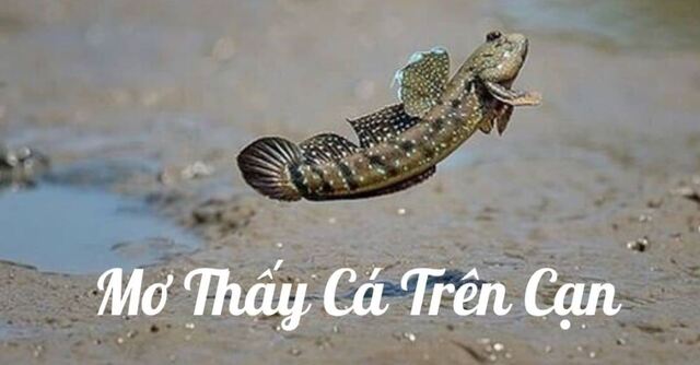 Mơ thấy cá trên cạn đánh con gì? Mơ thấy cá trên cạn đánh con gì?
