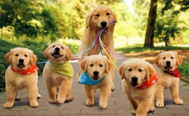 Giải mã chi tiết ý nghĩa giấc nằm mơ thấy chó vào nhà điềm gì Giải mã chi tiết ý nghĩa giấc nằm mơ thấy chó vào nhà điềm gì