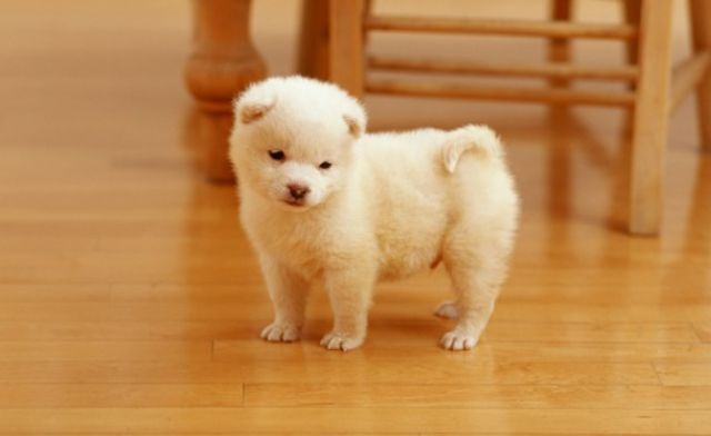 Mỗi giấc mơ chó vào nhà đều mang thông điệp và sắc thái riêng Mỗi giấc mơ chó vào nhà đều mang thông điệp và sắc thái riêng