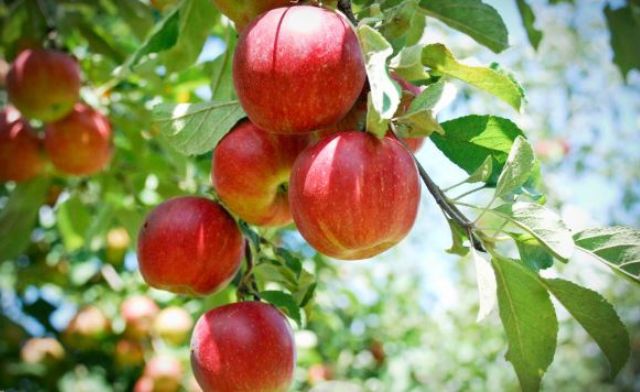 Nên đánh con số may mắn nào khi mộng thấy quả táo đỏ Nên đánh con số may mắn nào khi mộng thấy quả táo đỏ