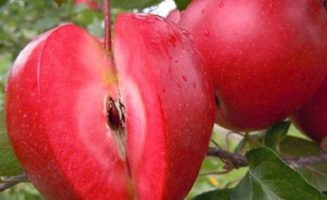 Ý nghĩa và thông điệp giấc mơ thấy táo đỏ điềm gì? Ý nghĩa và thông điệp giấc mơ thấy táo đỏ điềm gì?