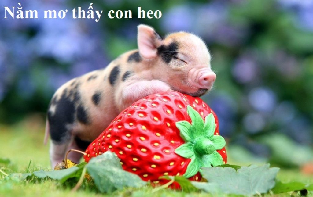 Kinh nghiệm có tỷ lệ trúng cao khi mơ thấy heo Kinh nghiệm có tỷ lệ trúng cao khi mơ thấy heo