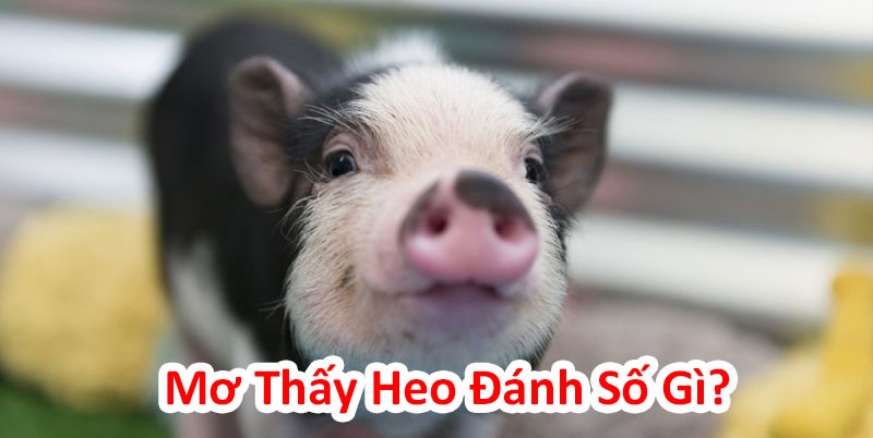 Mơ thấy heo đánh con gì để gặp vận may? Mơ thấy heo đánh con gì để gặp vận may?