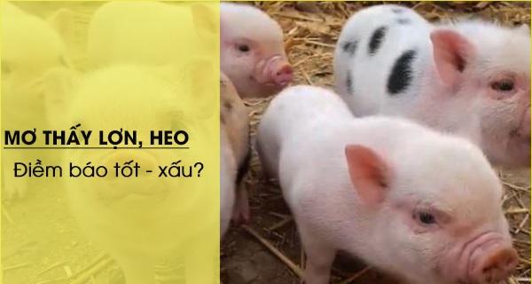 Tùy vào góc nhìn tâm lý hoặc tâm linh mà có lý do mơ thấy heo khác nhau Tùy vào góc nhìn tâm lý hoặc tâm linh mà có lý do mơ thấy heo khác nhau