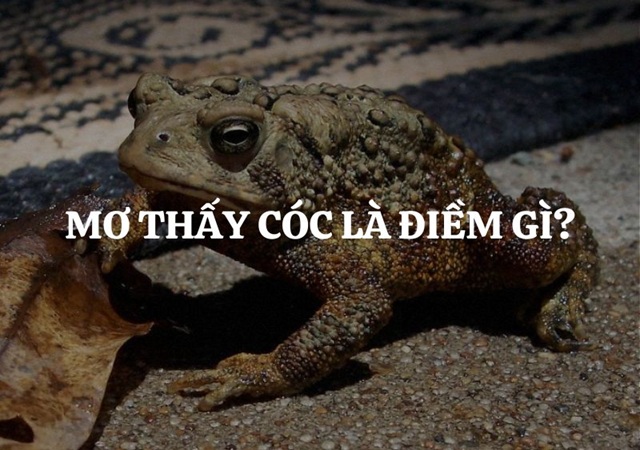 Mơ thấy cóc là điềm gì Mơ thấy cóc là điềm gì