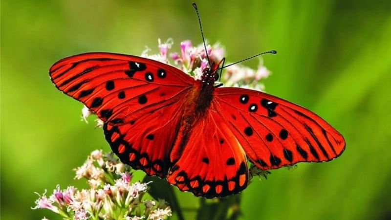 Mơ thấy con bướm đỏ tốt hay xấu? Mơ thấy con bướm đỏ tốt hay xấu?