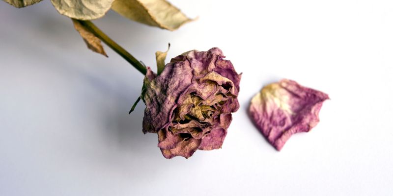Giải đáp tất tần tật về gặp người đã mất trong mơ Giải đáp tất tần tật về gặp người đã mất trong mơ