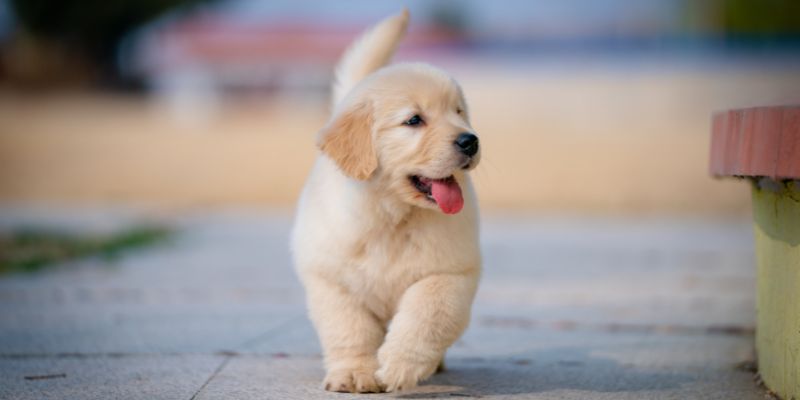 Luận giải chi tiết ý nghĩa giấc mơ Luận giải chi tiết ý nghĩa giấc mơ